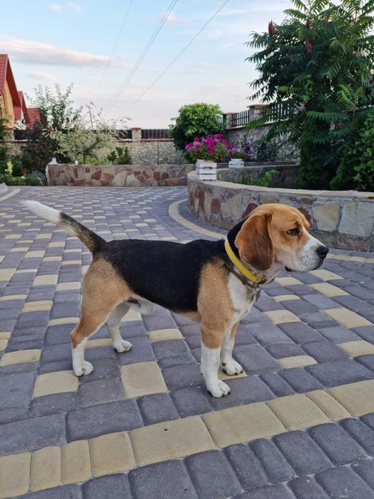 Бігль шукає наречену)))