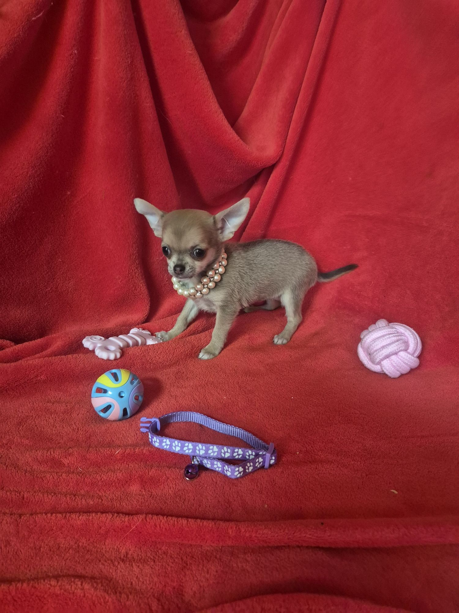 Chihuahua Macho Mini Criadora Registad
