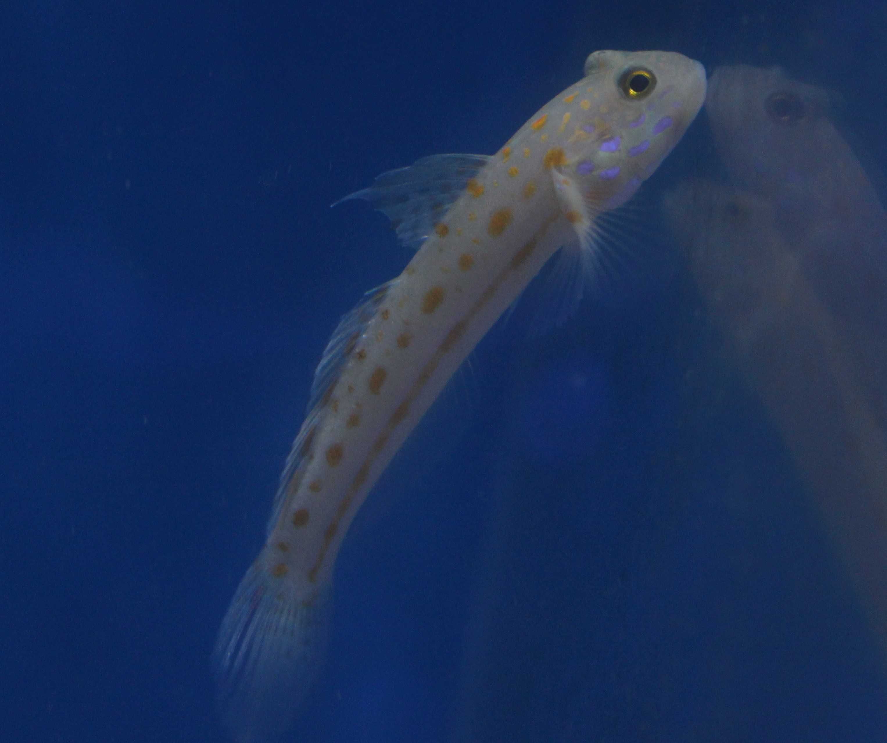 Valenciennea puellaris. morskie