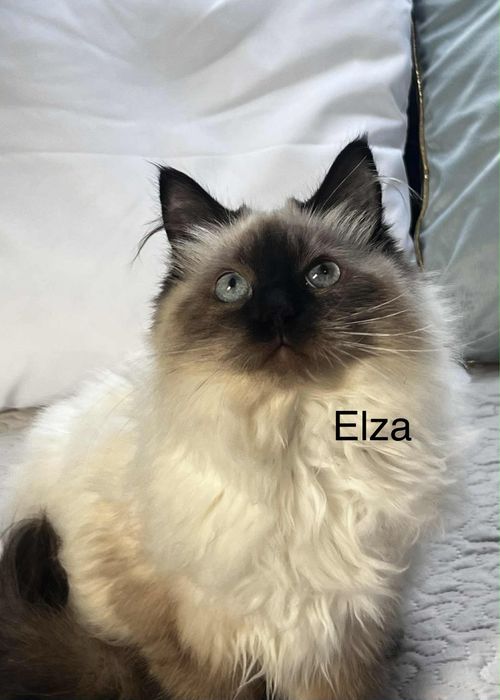 Koty Syberyjskie Neva Masquerade