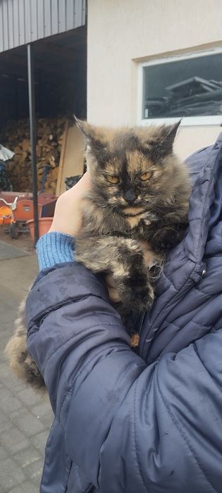 Безкоштовно кицюня