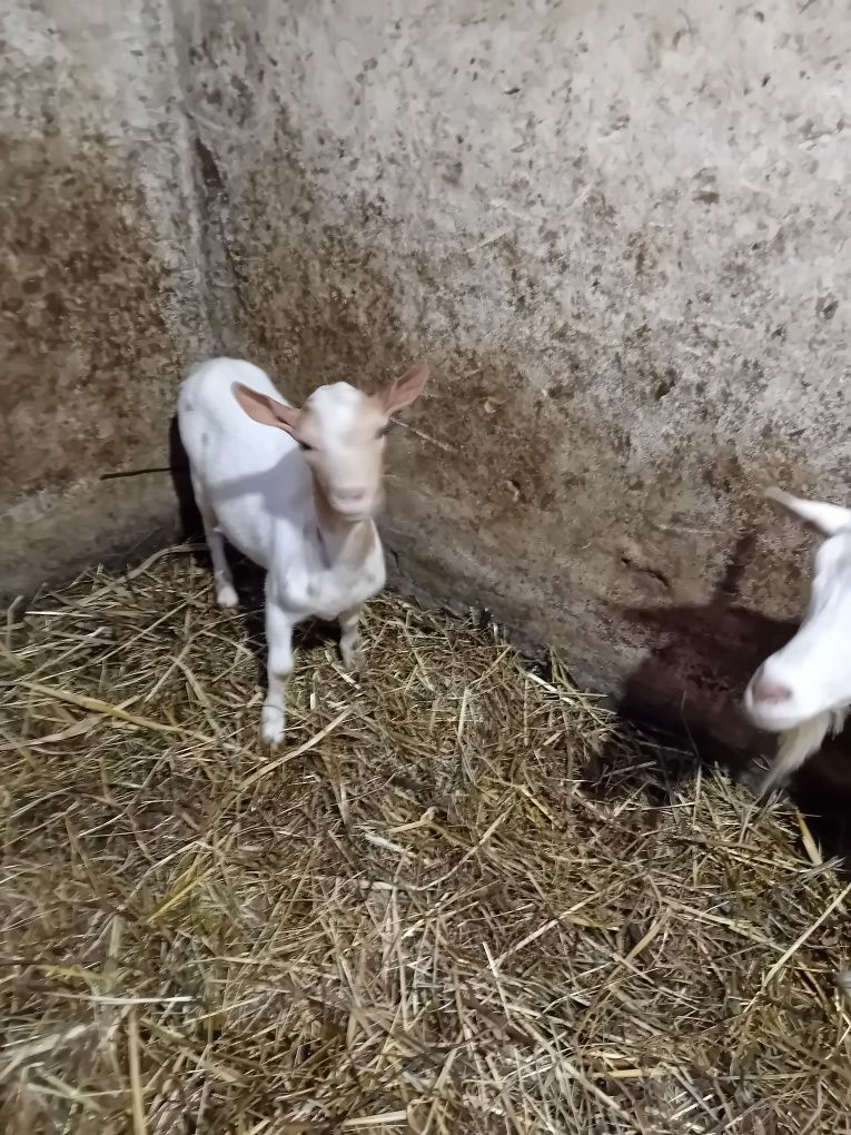 Vendo cabrito anão mocho com 7 meses já reproduz  60 euros