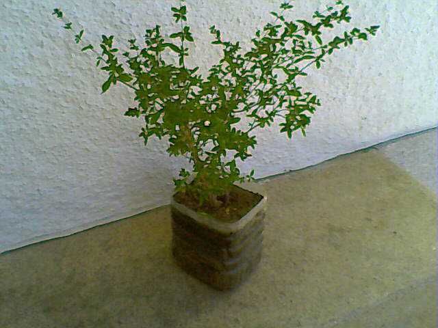 Bonsais (Ligustrum, Crassula, Serissa Foetida)