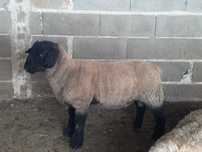 Borrego Suffolk com certificado
