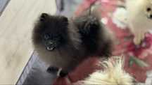 Szpic miniaturowy pomeranian FCI