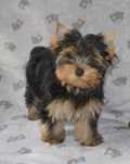 Yorkshire terier sunia