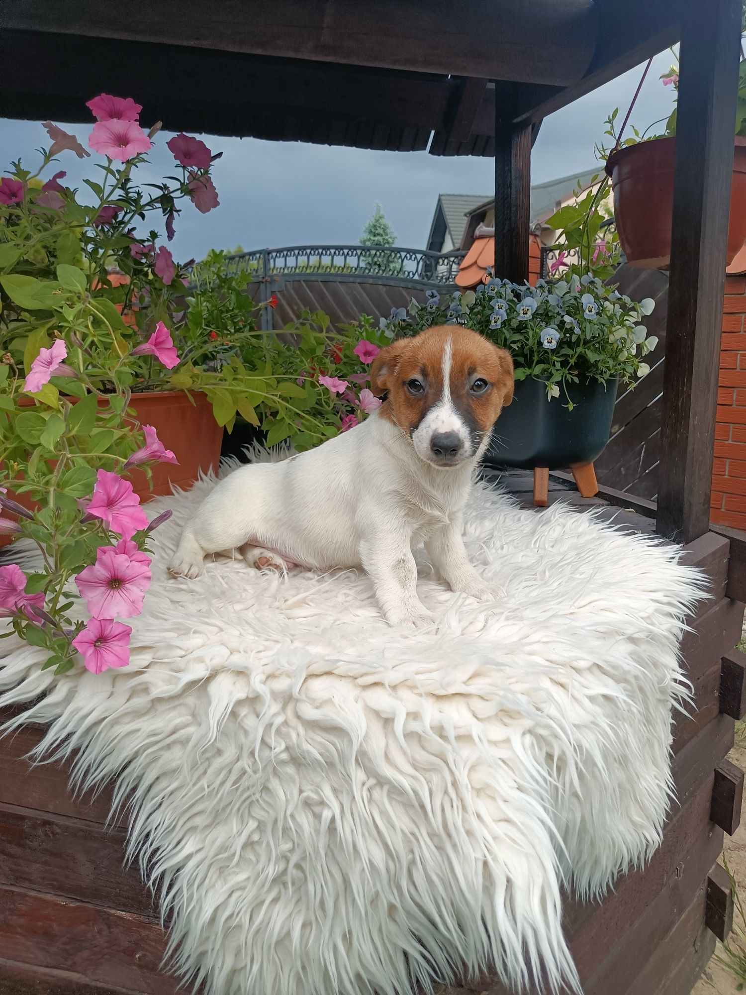 Jack Russell Terrier