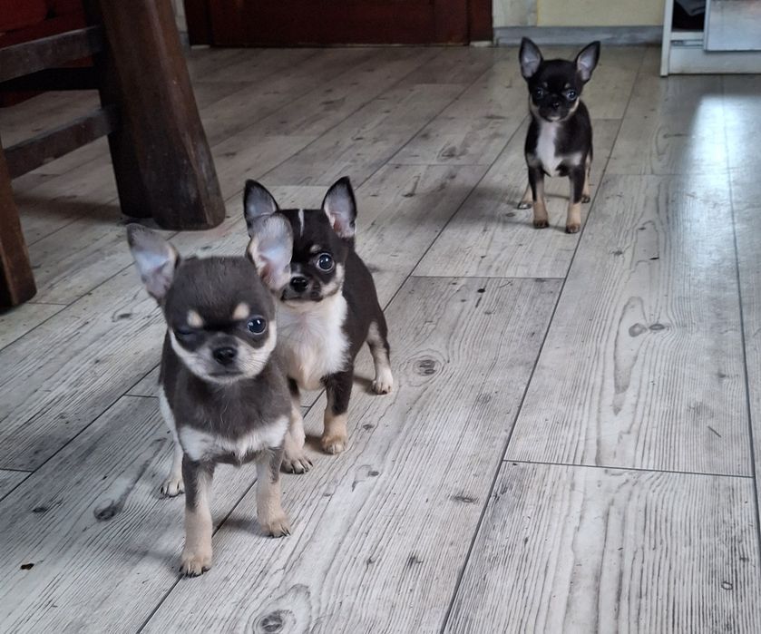 Chihuahua niebieska suczka