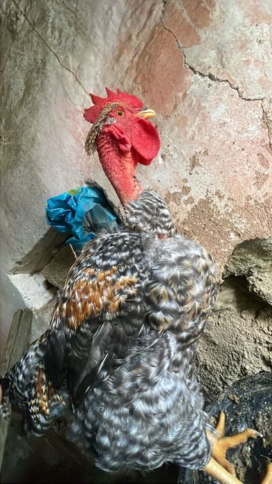 Vendo galinhas engorda,poedeiras e um Frango pedres 3meses