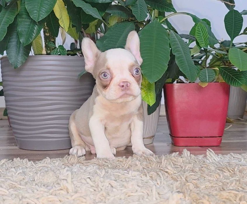 Buldog Francuski Isabell fluffy Lilac tan Platini