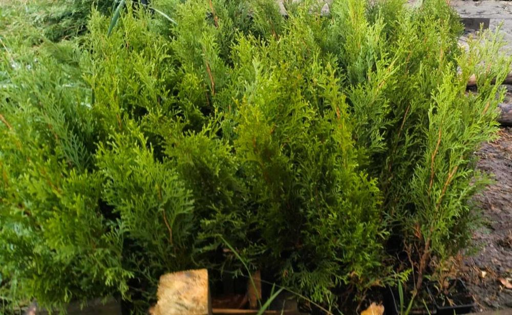 Tuje szmaragd w doniczce 50-60 cm 4 zł