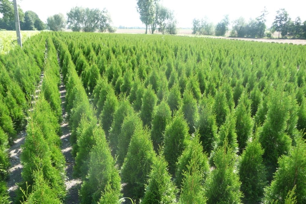 Tuja szmaragd 100cm+ w donicy transport w cenie.