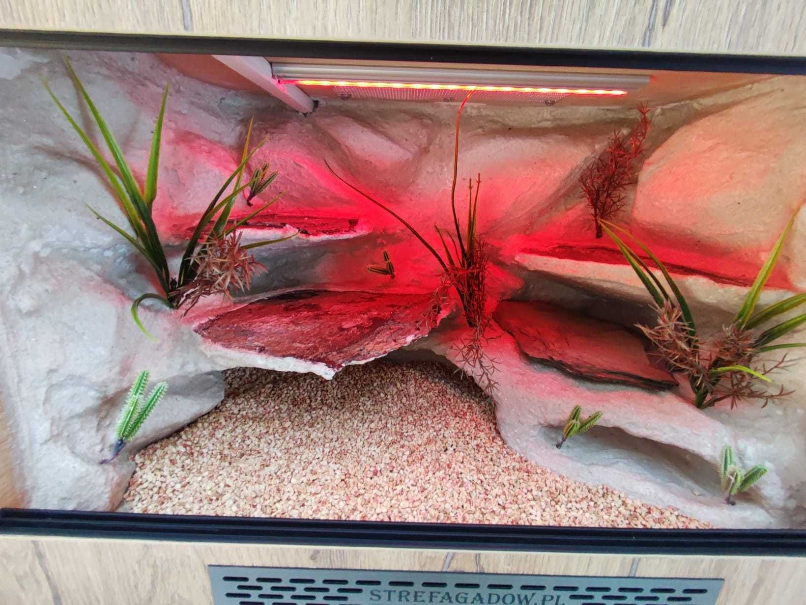 Terrarium pustynne nr635 60/40/40 dla gekona lamparciego NA ZAMÓWIENIE