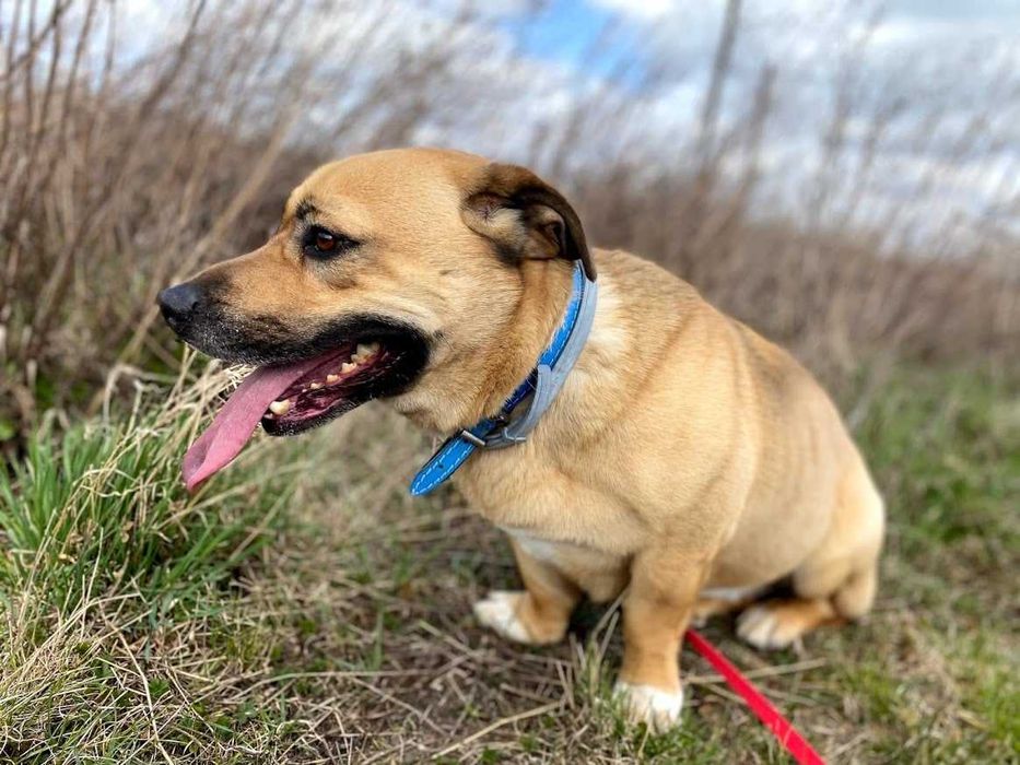 Tolek - przyjazny w stosunku do ludzi, ale trochę nieufny