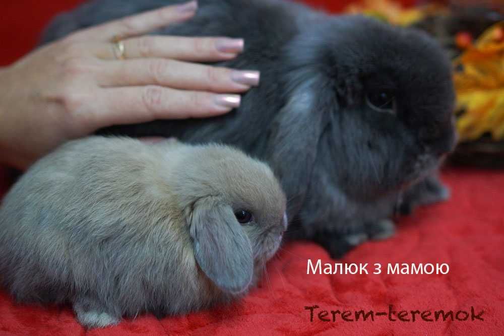 Карликове кроленя в рідкісному забарвленні!