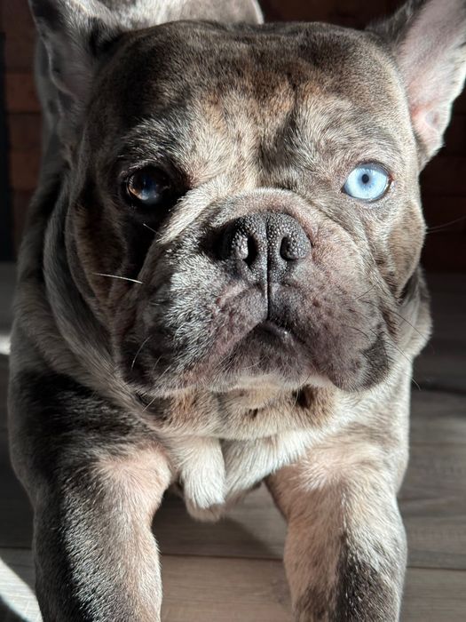 Вязка Французского бульдога. Мерле