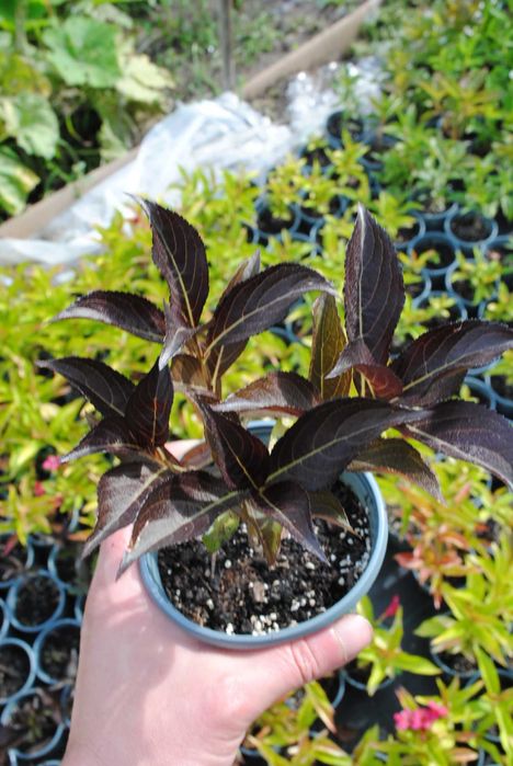 Вейгела разных сортов, розница, есть опт