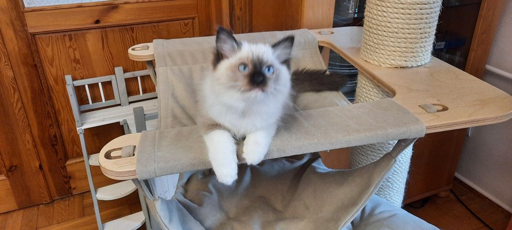 Ragdoll kocurek FPL po Championie