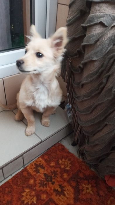 Віддам в дар  цуценя