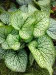 miodunka pulmonaria