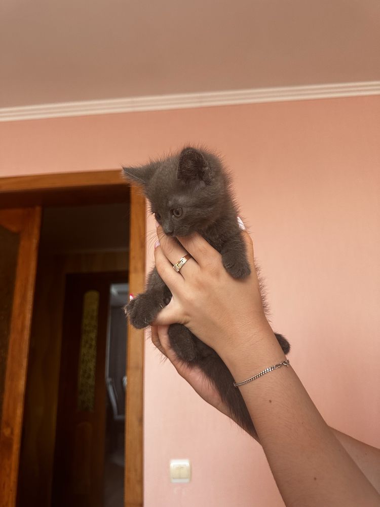 Котик безкоштовно