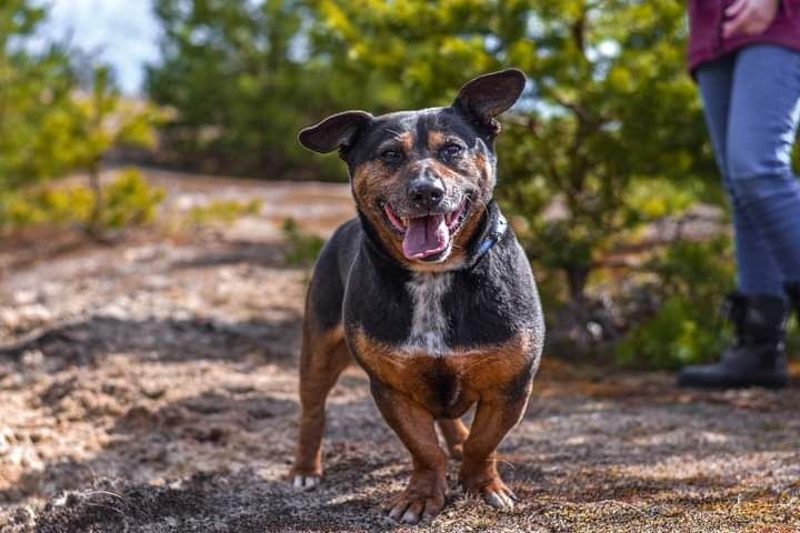 Podłużny, energiczny i przytulaśny psiak czeka na dzień adopcji!