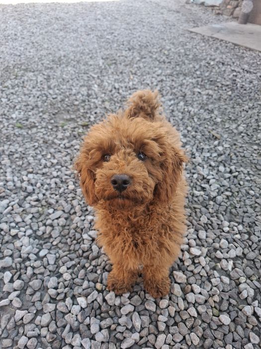 Suczka pudel miniaturowy Red 4,5 miesięczna