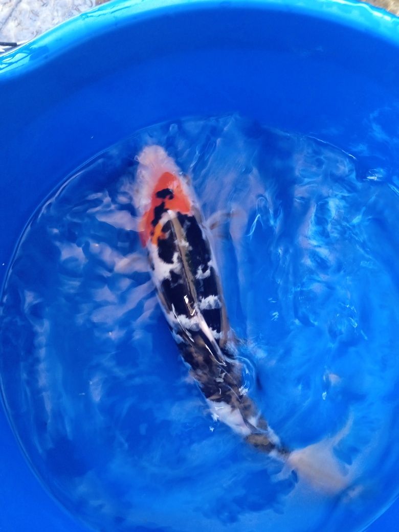 Carpa. Koi  showa