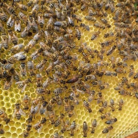 Miód pszczoły wielokwiatowy 2022