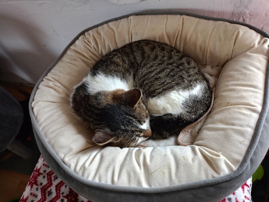 Pan Kot ideal do pokochania