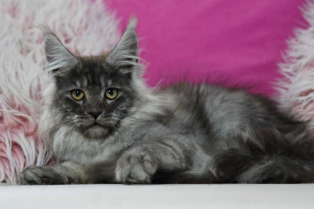 Kocurek maine coon