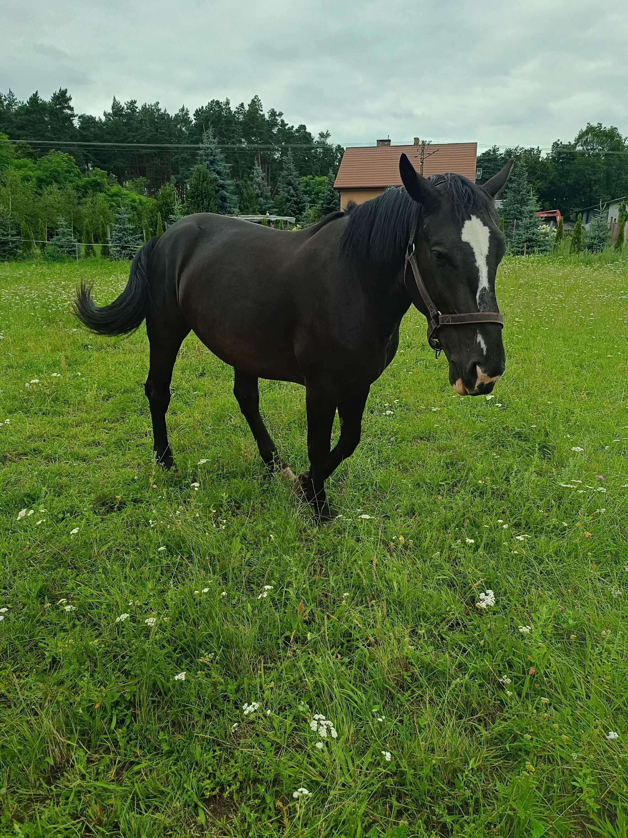 Klacz Śląska Calinka Piekna