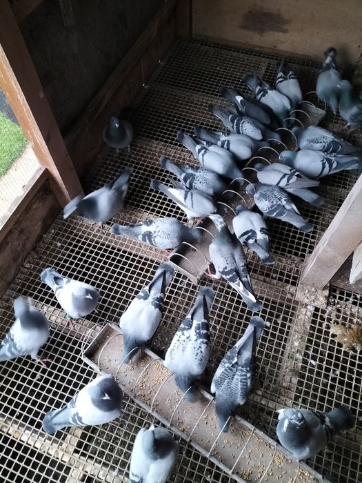 Sprzedam golębie pocztowe logowane