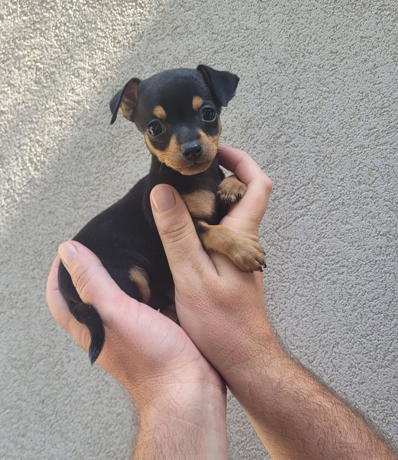 Pinscher miniatura macho