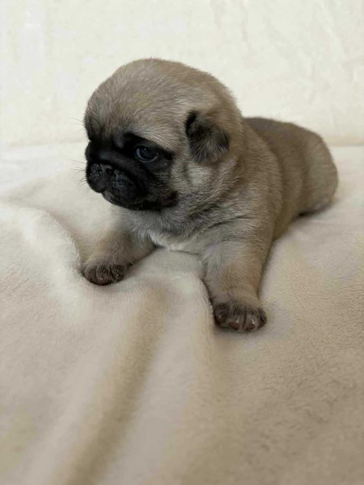 Przepiękna Suczka Mops