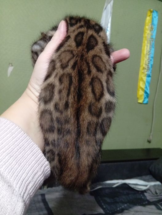 Бенгальский котенок девочька