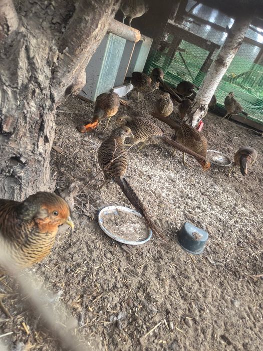 Sprzedam bażanty złote