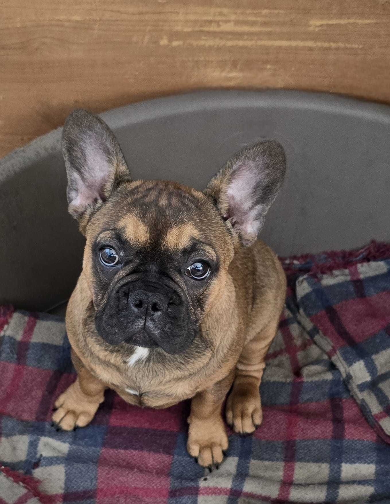 Bulldog francês  exotico femea