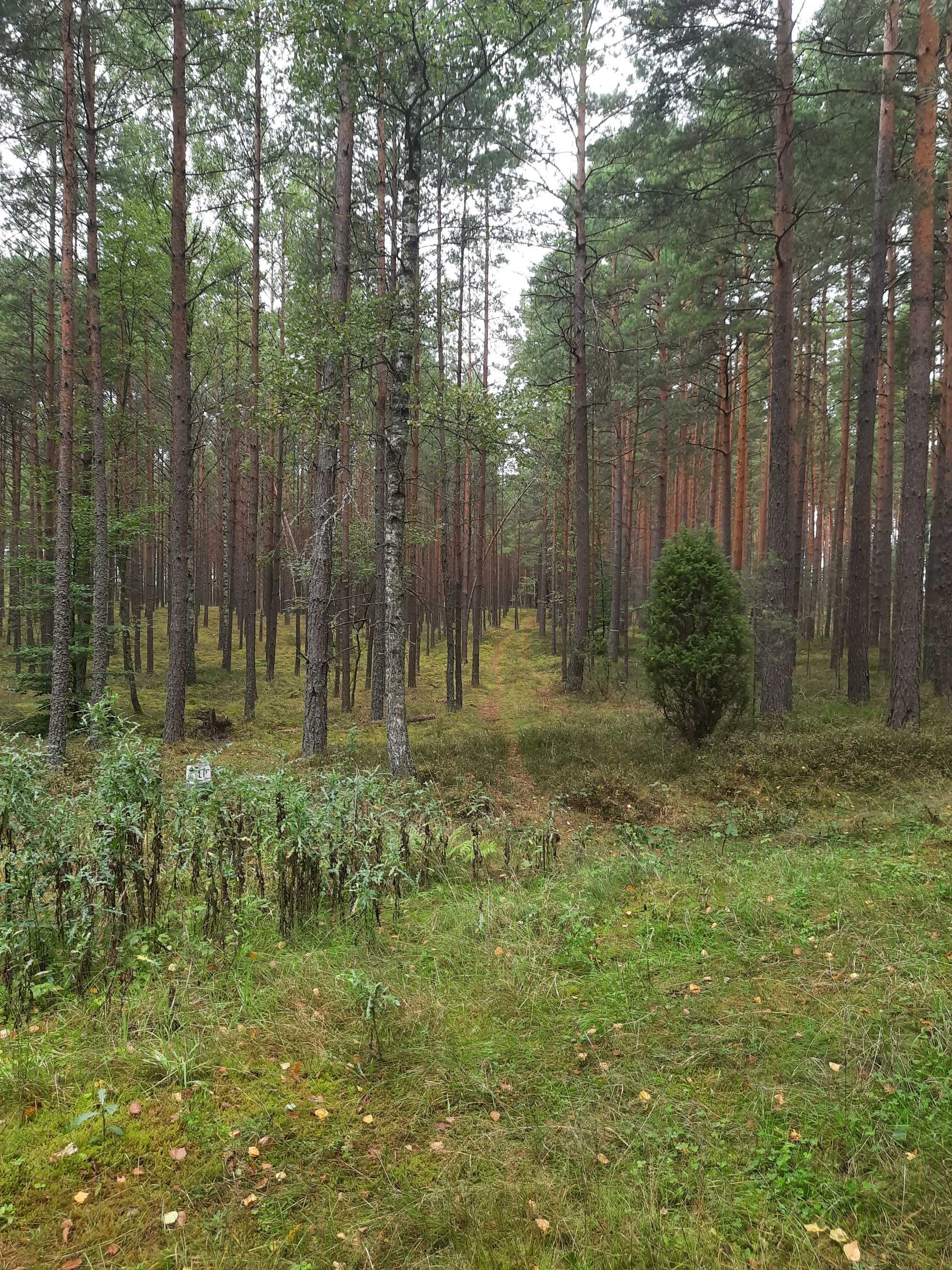 Sprzedam drzewo tartaczne z zadbanego lasu. Drewno głównie sosnowe.