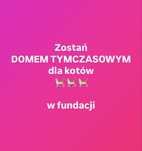 Domy tymczasowe dla kotków poszukiwane