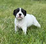 Staffordshire Bull Terrier FCI