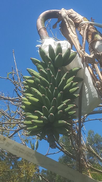 Mudas de bananeira tipo Madeira