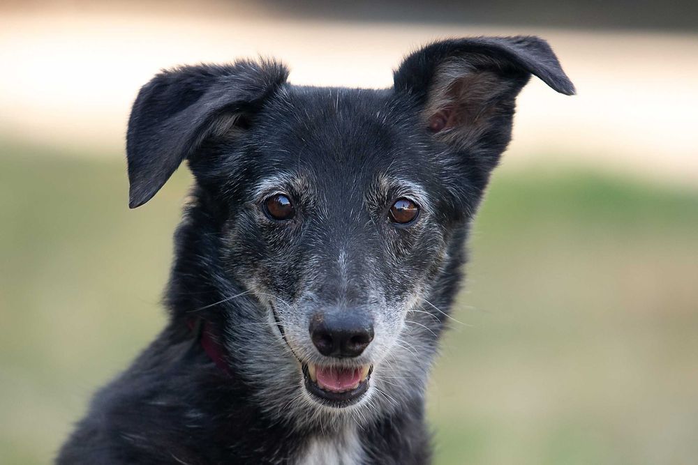 Віддам в добрі руки лагідну собаку Агірру.