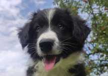 Piękny rasowy szczeniak BORDER COLLIE