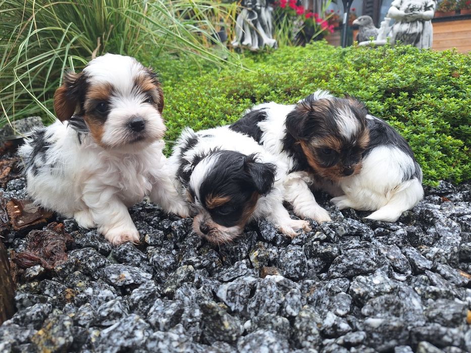 York Biewer mini z dokumentami