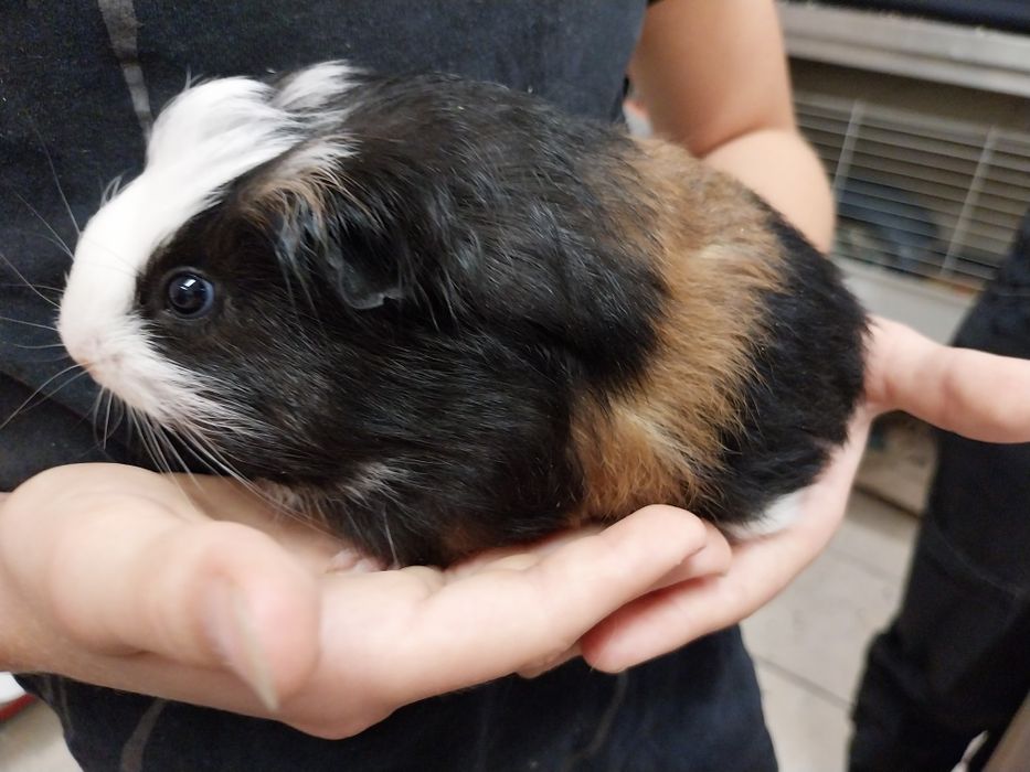 Świnka morska, cavia domowa, samiczka ur.02.07.25