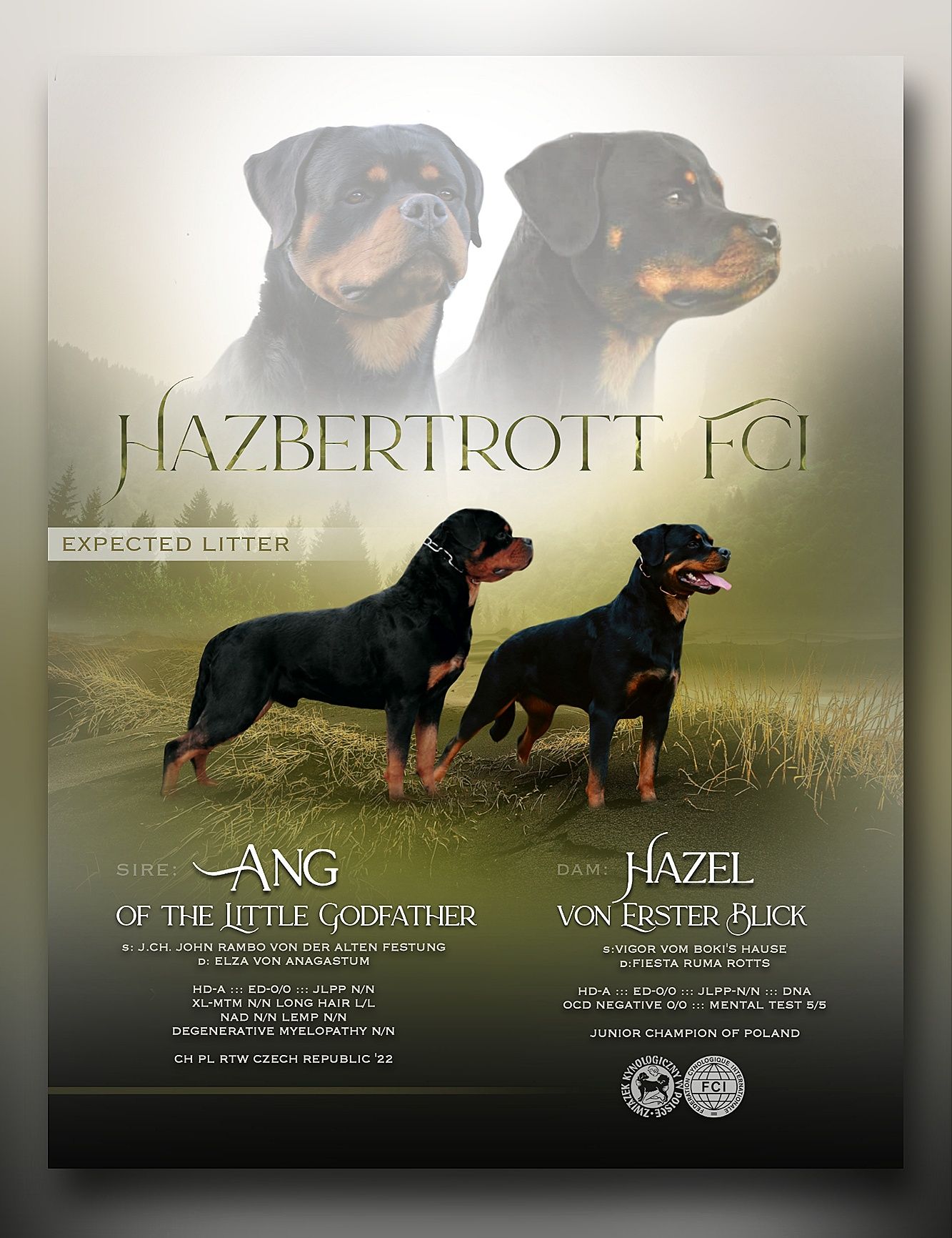 Rottweiler piesek FCI