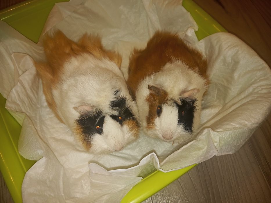 Świnki morskie z  klatką