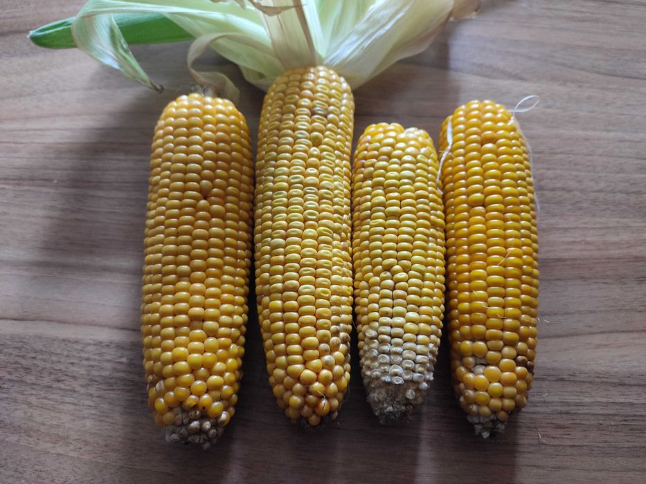 Kukurydza ziarno