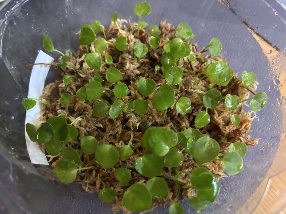 Hybrydy anthurium siewki Fort Sherman Forgetii Magnificum Crystalinum